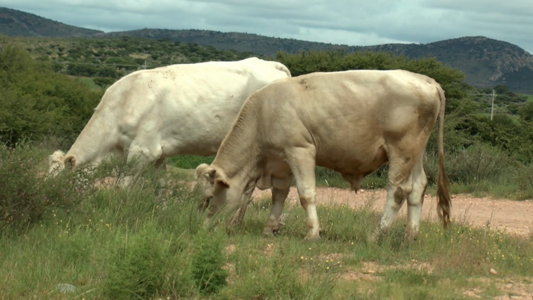 Optimismo En Fresnillo Ante Primeras Lluvias Ganaderos Y Agricultores