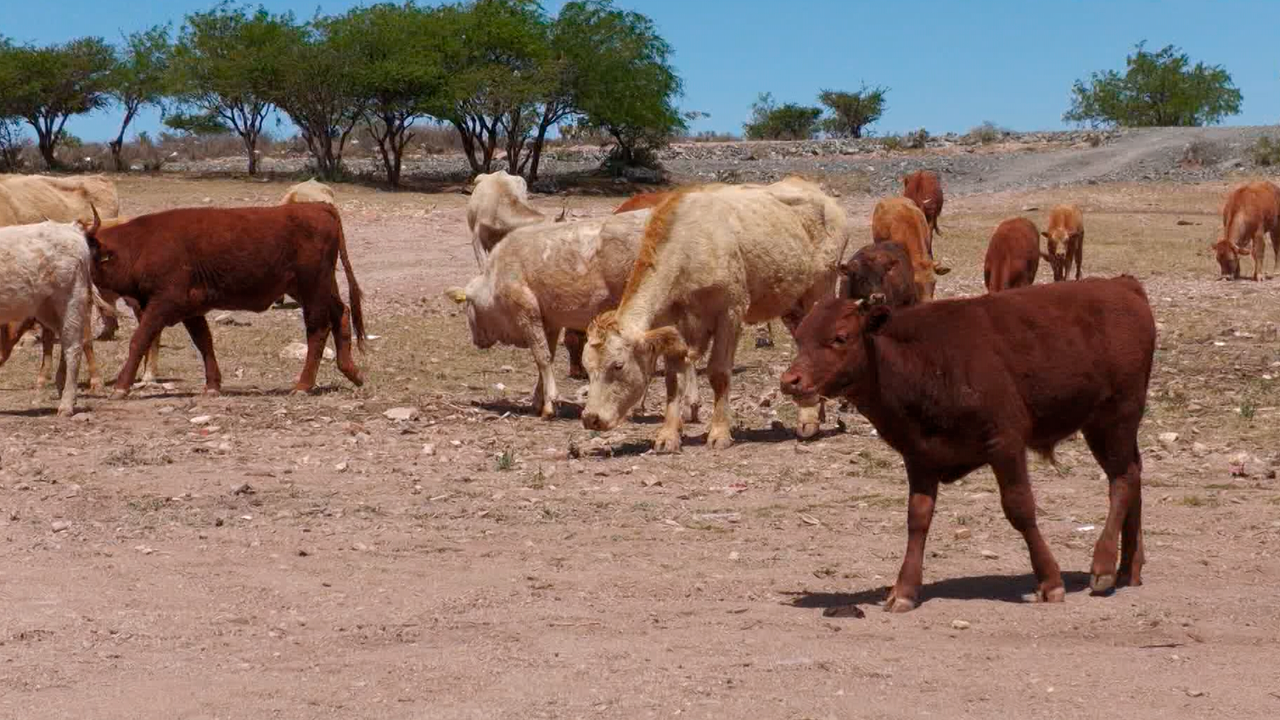 Ganaderos de Fresnillo enfrentan la sequía vendiendo ganado 